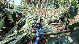 திருவையாறு அருகே சூறைக்காற்றால் 10 ஆயிரம் வாழை மரங்கள் சேதம்! இழப்பீடு வழங்க கோரிக்கை!