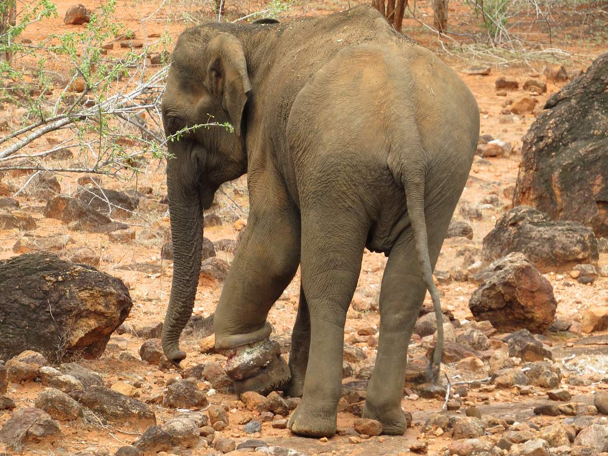 இரும்புக் கம்பியில் சிக்கிய யானைக்கு சிகிச்சை! இரவுப் பகலாக பணியாற்றிய வனத்துறை!