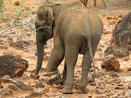 இரும்புக் கம்பியில் சிக்கிய யானைக்கு சிகிச்சை! இரவுப் பகலாக பணியாற்றிய வனத்துறை!