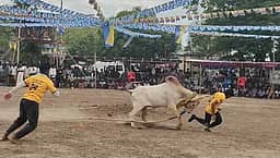 முதுகுளத்தூா் அருகே வடமாடு மஞ்சுவிரட்டு