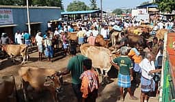 தீவனத் தட்டுப்பாடு: பொய்கை சந்தையில் கால்நடைகள் விலை சரிவு