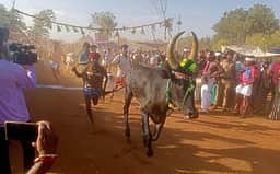 தோகைமலை அருகே மாடுகள் மாலை தாண்டும் விழா