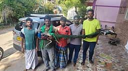 உடல்நலம் குன்றிய மயில் மீட்பு