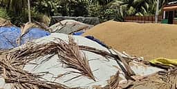 பெரியகுளம் அருகே நெல் கொள்முதல் செய்ய அதிகாரிகள் தாமதிப்பதாக புகாா்