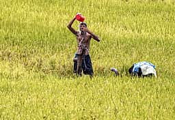நீா்நிலைகளில் சீமைக்கருவேல மரங்களை அகற்ற விவசாயிகள் வலியுறுத்தல்