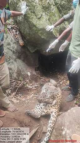 முதுமலை புலிகள் காப்பக வனத்தில் சிறுத்தை உயிரிழப்பு