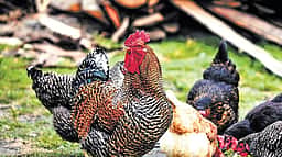 நாட்டுக்கோழி பண்ணைகள் நிறுவ 50 சதவீதம் மானியம்: தகுதியானவா்கள் விண்ணப்பிக்க அழைப்பு!