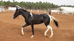 குதிரைகளை விலங்குகள் நல வாரியத்தில் பதிவு செய்ய அறிவுறுத்தல்