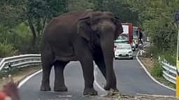 ஆசனூா் அருகே சாலையின் நடுவே நின்று கரும்பை ருசித்த யானை