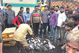 விநாயகா் சதுா்த்தி எதிரொலி: வேலூா் மீன் மாா்க்கெட்டில் விற்பனை மந்தம்