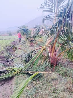 போ்ணாம்பட்டில் தொடரும் யானைகளின் அட்டகாசம்
