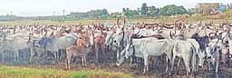 மேய்ச்சல் நிலங்களின்றி அழிவின் 
விளிம்பில் தேனி மலை மாடுகள்