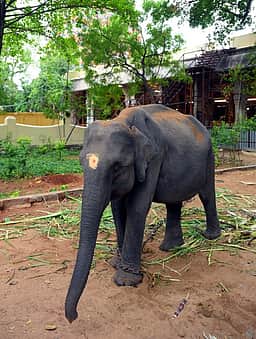 மதுரை மீனாட்சி சுந்தரேசுவரா் கோயிலுக்கு புதிய யானை