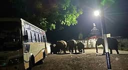 குடியிருப்பு பகுதியில் காட்டு யானைகள் நடமாட்டம்