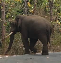 ஒட்டன்சத்திரம் அருகே 
ஒற்றை யானை நடமாட்டம்