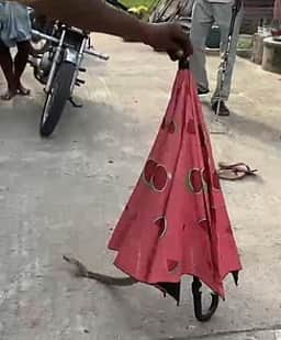 குடை, ஏ.சி. இயந்திரத்துக்குள் பதுங்கியிருந்த பாம்புகள்