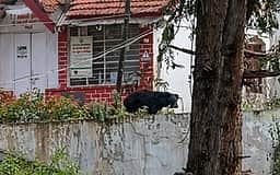 உதகை அருகே காவல் நிலைய வளாகத்துக்குள் உலவிய கரடி