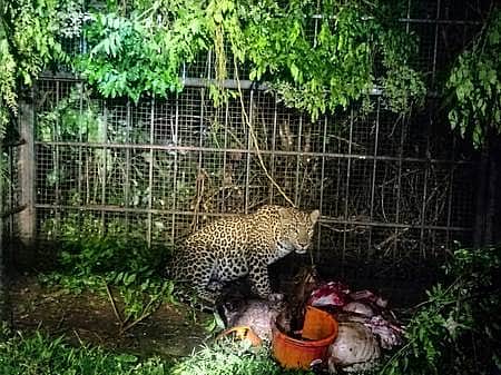 புலிக்கு வைத்த கூண்டில் சிக்கிய சிறுத்தை