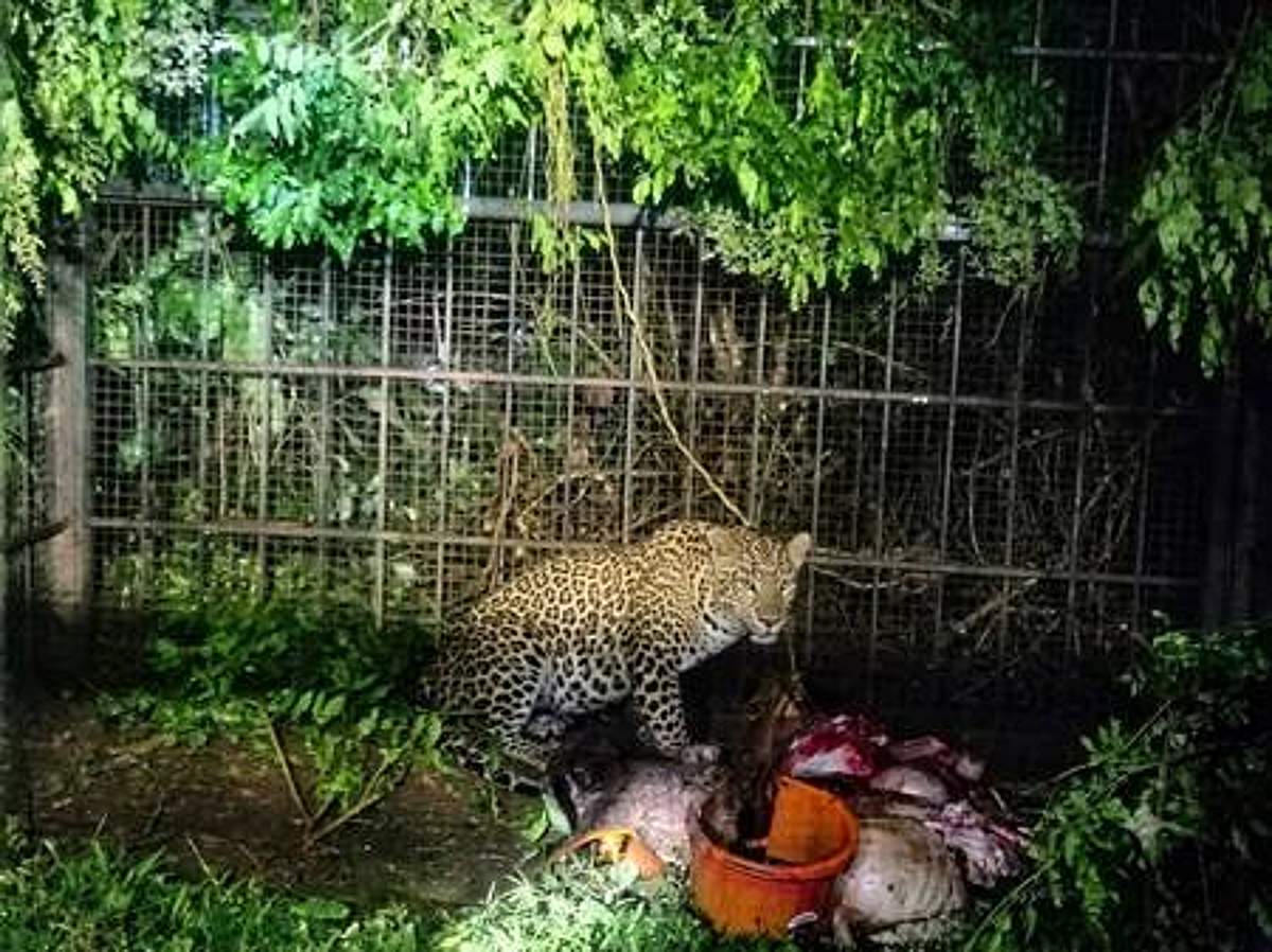 புலிக்கு வைத்த கூண்டில் சிக்கிய சிறுத்தை