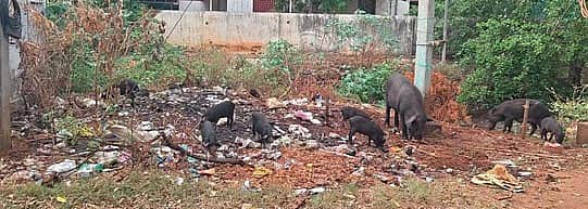 ஆலங்குளம் அரசு மருத்துவமனை வளாகத்தில சுற்றித் திரியும் பன்றிகளால் நோயாளிகள் அவதி