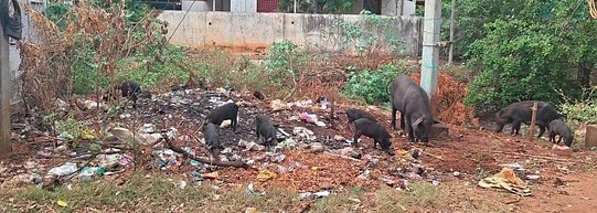 ஆலங்குளம் அரசு மருத்துவமனை வளாகத்தில சுற்றித் திரியும் பன்றிகளால் நோயாளிகள் அவதி