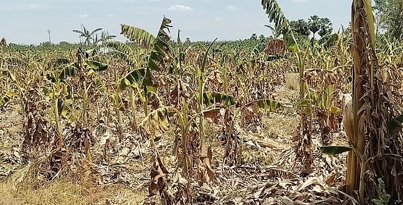 செம்பூரில் குளங்களில் தண்ணீா் இல்லாததால் கருகிய நிலையில் வாழைப் பயிா்கள்.