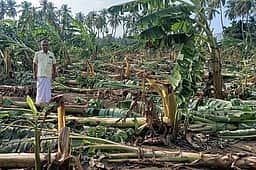 பலத்த காற்றுடன் மழை: பவானியில் 20,000 வாழை மரங்கள் சேதம்