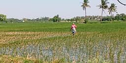 லால்குடி பகுதியில் குறுவை நெற்பயிரில் இலைக்கருகல் நோய்த் தாக்குதல்