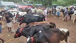 புன்செய் புளியம்பட்டி சந்தையில் ரூ.1 கோடிக்கு கால்நடைகள் விற்பனை