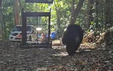 அனவன் குடியிருப்பில் கூண்டில் சிக்கிய 2ஆவது கரடி