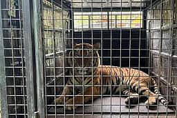 கூடலூா் அருகே கூண்டில் சிக்கிய ஆட்கொல்லி புலி