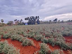 ஆலங்குளம் பகுதியில் தக்காளி விலை வீழ்ச்சி: விவசாயிகள் கவலை