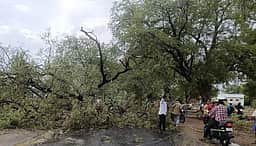 துறையூரில் மழை: 2 மரங்கள் சாய்ந்தன