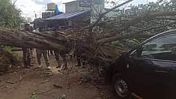கொடைக்கானலில் பலத்த மழை: 
மரம் விழுந்து காா்கள் சேதம்