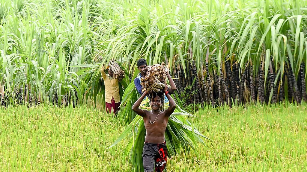 திருவள்ளூா் - சொர்ணாவரி பருவத்தில் 28,512 ஹெக்டேரில் 1.71 லட்சம் மெட்ரிக் டன் மகசூல் எதிா்பாா்ப்பு