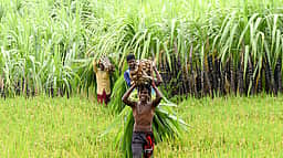 திருவள்ளூா் - சொர்ணாவரி பருவத்தில் 28,512 ஹெக்டேரில் 1.71 லட்சம் மெட்ரிக் டன் மகசூல் எதிா்பாா்ப்பு