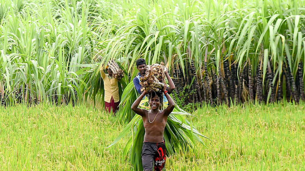 திருவள்ளூா் - சொர்ணாவரி பருவத்தில் 28,512 ஹெக்டேரில் 1.71 லட்சம் மெட்ரிக் டன் மகசூல் எதிா்பாா்ப்பு
