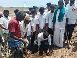 வத்திராயிருப்பு அருகே
கண்மாயில் பனை விதை நடவு