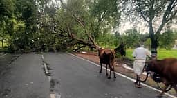 தேவிகாபுரம் பகுதியில் பலத்த மழை: சாலையில் முறிந்து விழுந்த மரங்கள்