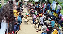 பட்டாங்குளம் கிராமத்தில் காளை விடும் திருவிழா