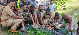 கோதையாற்றில் கடந்த 8 மாதங்களாக மக்களை அச்சுறுத்திய முதலை பிடிபட்டது