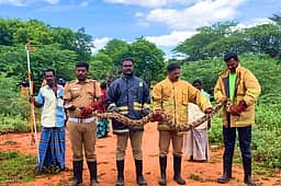 இரணிப்பட்டி தட்டான் கண்மாய்
பகுதியில் மலைப்பாம்பு மீட்பு