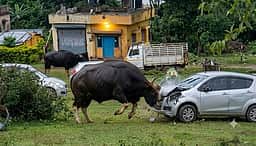 கோத்தகிரி அருகே வாகனங்களை
சேதப்படுத்திய காட்டெருமைகள்