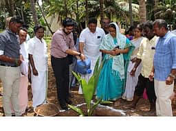 வடகரையில் கல்பரக்ஷா வகை தென்னை மரக்கன்று நடவு