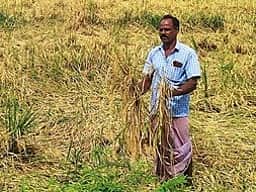 பலத்த மழை: நீரில் மூழ்கி 3 ஏக்கா் நெற்பயிா்கள் சேதம்