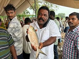 ரூ.27 ஆயிரத்துக்கு விலை போன புலசா மீன்