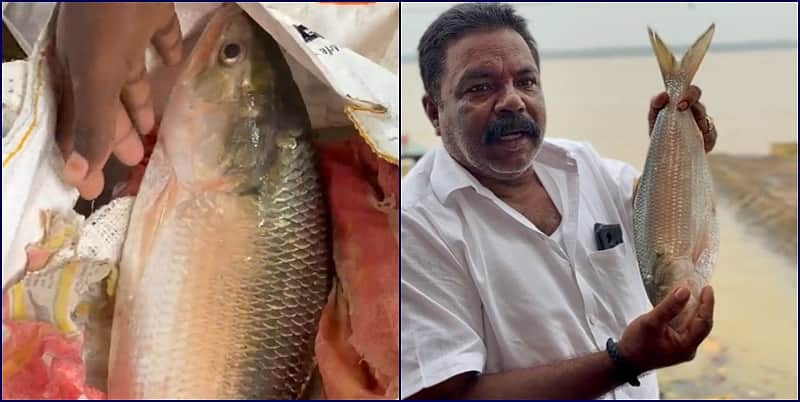 புலசா மீன்