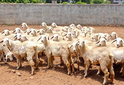 தெரு நாய்கள் கடித்து வளா்ப்பு ஆடுகள் உயிரிழப்பு: ஓராண்டாக இழப்பீடு வழங்காததால் விவசாயிகள் கவலை