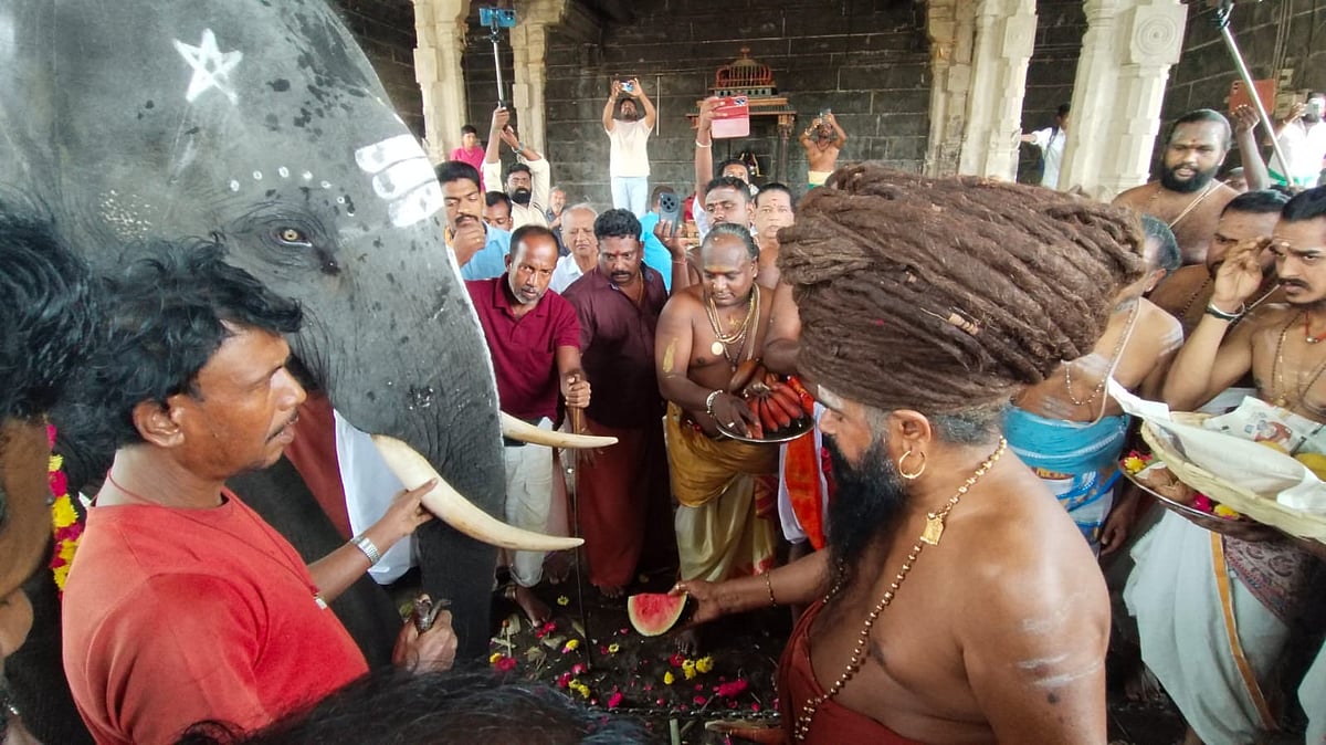தருமபுரம் ஆதீனம் 27ஆவது குரு மகா சன்னிதானம் ஸ்ரீலஸ்ரீ மாசிலாமணி தேசிக ஞானசம்பந்த பரமாசாரிய சுவாமிகள் யானையை வரவேற்று சிறப்பு கஜ பூஜைகள் செய்து யானைக்கு தீபாராதனை காட்டப்பட்டது.