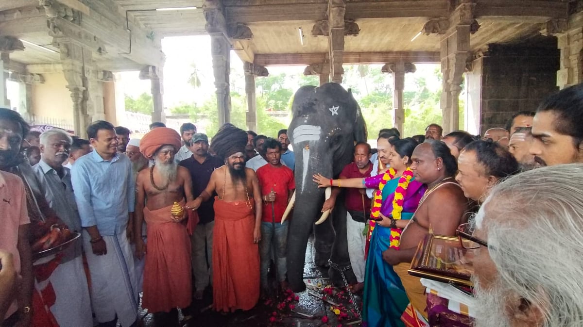 தருமபுரம் ஆதீனம் யானைக்கு முத்தையா என திருநாமம் சூட்டி அதன் காதில் மூன்று முறை கூறினார்.